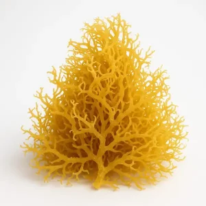 Yellow / Gold Seamoss